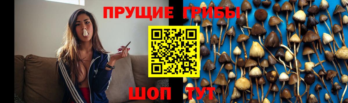 Серов  Псилоцибиновые грибы Psilocybe  Вход с VPN 
